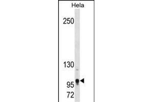 Mouse Tshz1 Antibody (Center) (ABIN1881951 and ABIN2838373) western blot analysis in Hela cell line lysates (35 μg/lane). (TSHZ1 antibody  (AA 639-665))