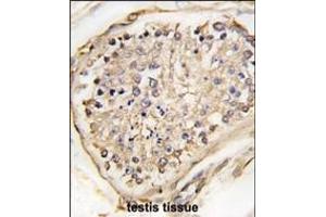 Formalin-fixed and paraffin-embedded human testis tissue reacted with NARP(Nptx2) Antibody (C-term) (ABIN389175 and ABIN2839339) , which was peroxidase-conjugated to the secondary antibody, followed by DAB staining. (NPTX2 antibody  (C-Term))