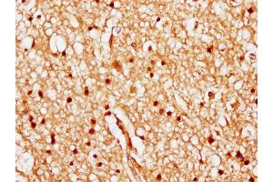 IHC image of nhibHU diluted at 1:20 and staining in paraffin-embedded human brain tissue performed on a Leica BondTM system. (HIST1H1C antibody  (AA 82-94))