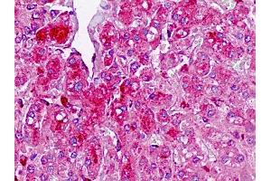 Anti-TAF4B antibody IHC staining of human liver.