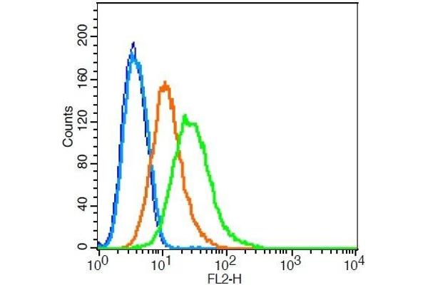 MNX1 antibody  (AA 231-330)