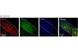 anti-Transient Receptor Potential Cation Channel, Subfamily C, Member 5 (TRPC5) (AA 827-845) antibody