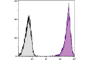 DBA/2 mouse mastocytoma cell line P815 and mB7. (CD86 antibody  (PE-Cy7))