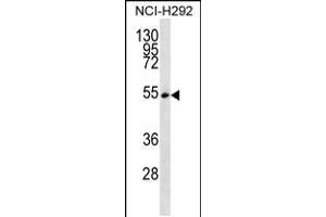 Western blot analysis in NCI-H292 cell line lysates (35ug/lane). (SRSF11 antibody  (C-Term))