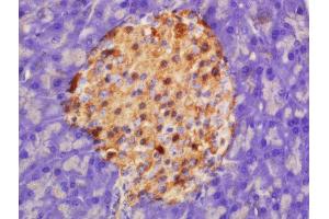 Formalin-fixed and paraffin embedded rat pancreas labeled with Rabbit Anti-HADHSC Polyclonal Antibody, Unconjugated  at 1:200 followed by conjugation to the secondary antibody and DAB staining (HADH antibody  (AA 241-314))