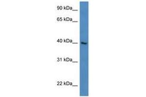 ZNF821 antibody  (N-Term)