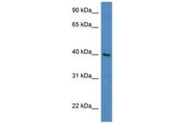 ZNF821 antibody  (N-Term)