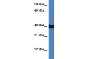 Image no. 1 for anti-Mitogen-Activated Protein Kinase 9 (MAPK9) (AA 40-89) antibody (ABIN6746530) (JNK2 antibody  (AA 40-89))