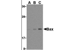 Western Blotting (WB) image for anti-BCL2-Associated X Protein (BAX) (N-Term) antibody (ABIN1031261) (BAX antibody  (N-Term))