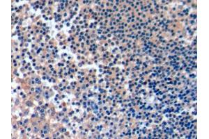 DAB staining on IHC-P; Samples: Human Tonsil Tissue (ICOSLG antibody  (AA 23-249))