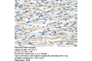Human Muscle (CBX6 antibody  (N-Term))