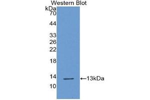 Western Blotting (WB) image for anti-Chemokine (C Motif) Ligand 1 (XCL1) (AA 26-111) antibody (ABIN3207846) (XCL1 antibody  (AA 26-111))
