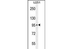 MICALL1 Antibody (C-term) (ABIN654455 and ABIN2844189) western blot analysis in  cell line lysates (35 μg/lane). (MICAL-Like 1 antibody  (C-Term))