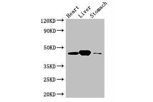 Western Blot Positive WB detected in: Mouse heart tissue, Mouse liver tissue, Mouse stomach tissue All lanes: LANCL1 antibody at 3 μg/mL Secondary Goat polyclonal to rabbit IgG at 1/50000 dilution Predicted band size: 46 kDa Observed band size: 46 kDa (LANCL1 antibody  (AA 50-150))