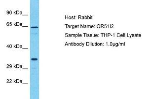 Host: Rabbit Target Name: OR51I2 Sample Type: THP-1 Whole Cell lysates Antibody Dilution: 1.