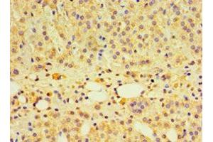 Immunohistochemistry of paraffin-embedded human adrenal gland tissue using ABIN7166520 at dilution of 1:100 (PCDHA6 antibody  (AA 1-230))