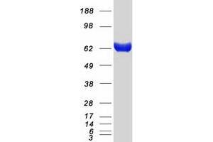 Western Blotting (WB) image for Influenza Virus NS1A Binding Protein (IVNS1ABP) protein (Myc-DYKDDDDK Tag) (ABIN2723921)