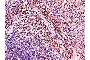 Immunohistochemistry of paraffin-embedded human tonsil tissue using ABIN7157099 at dilution of 1:100