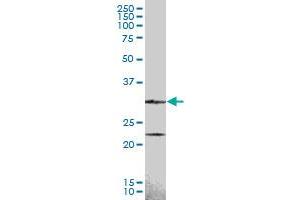 CCND2 MaxPab polyclonal antibody. (Cyclin D2 antibody  (AA 1-289))