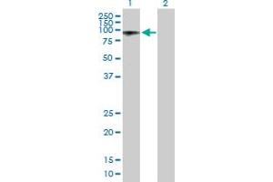 Western Blot analysis of ALS2CR8 expression in transfected 293T cell line by ALS2CR8 MaxPab polyclonal antibody. (Calcium Responsive Transcription Factor (CARF) (AA 1-718) antibody)