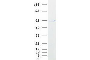 Validation with Western Blot (RABGEF1 Protein (Myc-DYKDDDDK Tag))