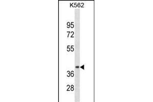 CCNDBP1 Antibody (N-term) (ABIN1881181 and ABIN2838396) western blot analysis in K562 cell line lysates (35 μg/lane).