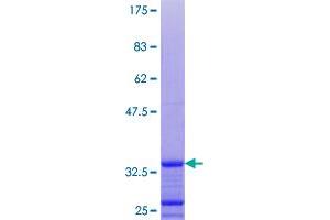 GNG10 Protein (AA 1-68) (GST tag)