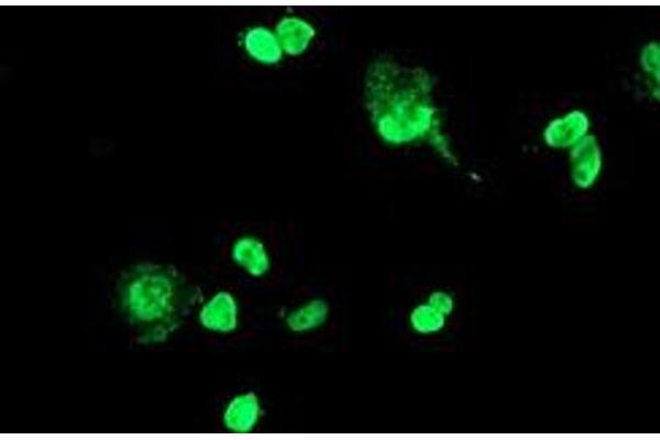 FOXI1 antibody  (AA 111-350)