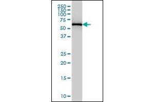 FARSB antibody  (AA 234-342)