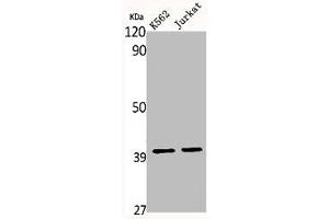 Western Blot analysis of K562 Jurkat cells using MRP-S35 Polyclonal Antibody (MRPS35 antibody  (Internal Region))