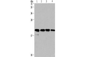 Western Blotting (WB) image for anti-Peptidylprolyl Isomerase F (PPIF) antibody (ABIN2423224) (PPIF antibody)