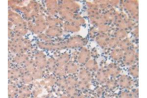 IHC-P analysis of Mouse Kidney Tissue, with DAB staining. (CS antibody  (AA 174-428))