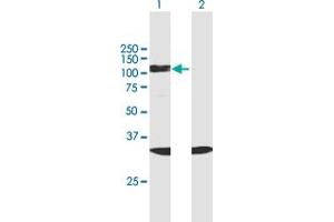 Western Blot analysis of SF3B2 expression in transfected 293T cell line by SF3B2 MaxPab polyclonal antibody. (SF3B2 antibody  (AA 1-636))