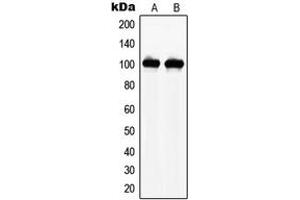 Western blot analysis of NAA15 expression in THP1 (A), HEK293 (B) whole cell lysates.