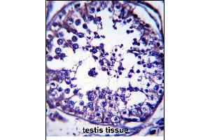 RAB5C Antibody (C-term) (ABIN657373 and ABIN2846420) immunohistochemistry analysis in formalin fixed and paraffin embedded human testis tissue followed by peroxidase conjugation of the secondary antibody and DAB staining. (Rab5c antibody  (C-Term))