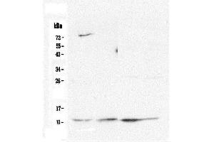 Western blot analysis of Cytochrome C using anti-Cytochrome C antibody (ABIN5693008). (Cytochrome C antibody  (AA 2-105))