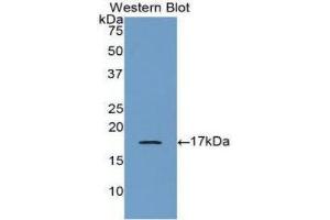 Western Blotting (WB) image for anti-Bone Morphogenetic Protein 6 (BMP6) (AA 375-513) antibody (ABIN3208179) (BMP6 antibody  (AA 375-513))