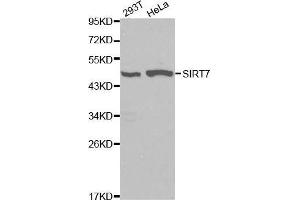Western blot analysis of 293T cell and Hela cell lysate using SIRT7 antibody. (SIRT7 antibody  (AA 201-400))