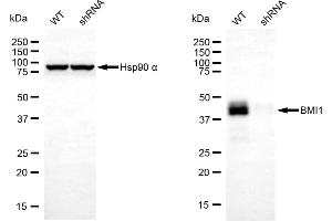 Western blotting analysis using Bmi1 antibody (ABIN7797771).
