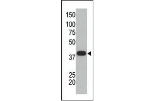 Image no. 1 for anti-Small Ubiquitin Related Modifier Protein 1 (SUMO1) (C-Term) antibody (ABIN356734)