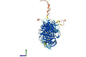 AlphaFold protein structure predicition of Mouse Recombinant Nek8 Protein, UniprotID Q91ZR4 (NEK8 Protein (AA 1-698) (His tag))