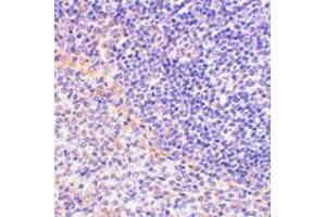 Immunohistochemistry of FAF1 in rat spleen tissue with FAF1 antibody at 2. (FAF1 antibody  (C-Term))