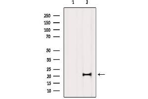 MED29 antibody  (Internal Region)