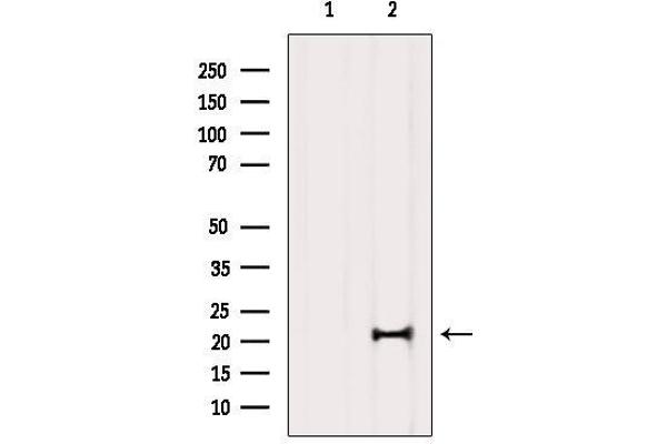 MED29 antibody  (Internal Region)