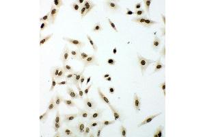 Immunohistochemistry (IHC) image for anti-Lamin B1 (LMNB1) (AA 570-586), (C-Term) antibody (ABIN3043687)