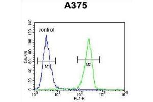 Flow Cytometry (FACS) image for anti-Lumican (LUM) antibody (ABIN3003325)