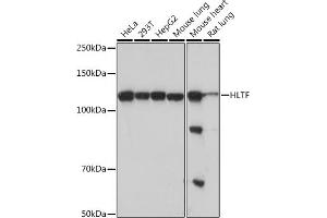 Western blot analysis of extracts of various cell lines, using HLTF Rabbit mAb (ABIN7267600) at 1:1000 dilution. (HLTF antibody)