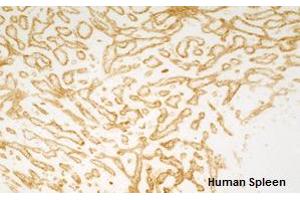 Immunohistochemistry detection of endogenous TIE-2 in cryo sections of human spleen using anti-TIE-2 (human), mAb (tek2) . (TEK antibody  (Extracellular Domain))