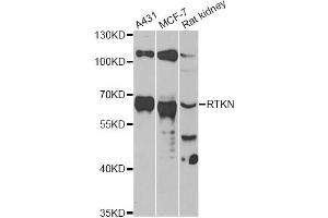 Western blot analysis of extracts of various cell lines, using RTKN antibody. (Rhotekin antibody)