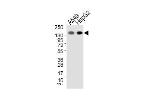 Western blot analysis of extracts from A549 cells (Lane 1) and HepG2 cells (Lane 2), using EGFR (Ab-1172) Antibody.